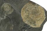 Fossil Ammonite (Dactylioceras) Cluster - Posidonia Shale, Germany #353528-1